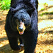 Virginia Black Photo 24