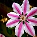 Julia Gwyn Photo 5