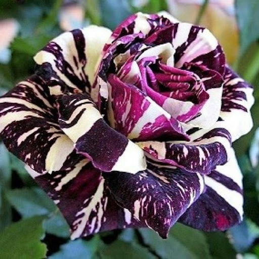 Sharon Rogers Photo 26