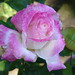 Linda Abbott Photo 20