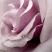 Rose Bailey Photo 18