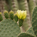 Linda Grote Photo 14