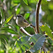 Milton Brown Photo 7