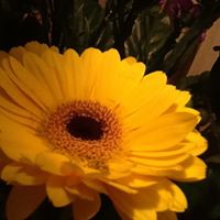 Lisa Baer Photo 32