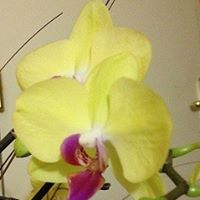 Mary Ferrini Photo 4