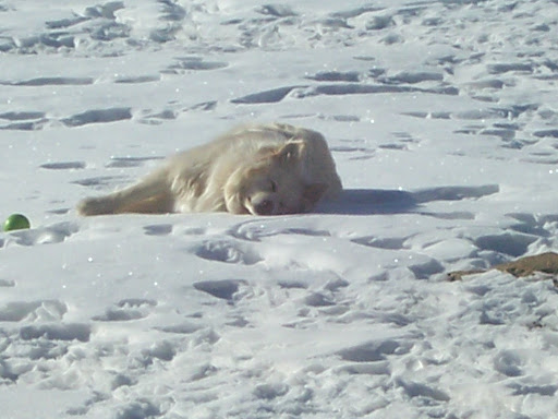 Debbie Howe Photo 32