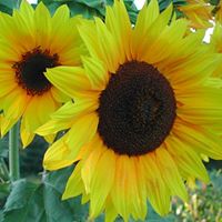Debra Handley Photo 8