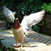 William Duck Photo 14
