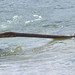 Connie Pond Photo 6