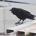 Bill Crow Photo 25