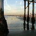 Alyson Reed Photo 7