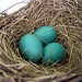 Robin Blue Photo 7