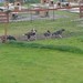 Susan Butcher Photo 39