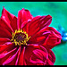 Lynda Laplante Photo 7
