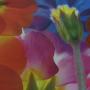Joanne Pedersen Photo 18
