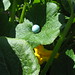 Robin Ly Photo 11
