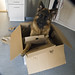 Joey Box Photo 7
