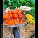 Cynthia Hays Photo 15