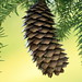 Lisa Cone Photo 11