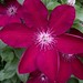 Sheila Chapman Photo 16