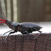 Maxwell Lewis Photo 14
