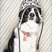 Chad Collie Photo 3