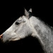 Jody Spivey Photo 11