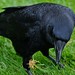 Stanley Crow Photo 11