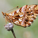 Debra Dias Photo 20