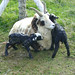 Connie Lamb Photo 16