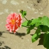 Renae Miller Photo 33