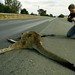 Terri Bacon Photo 14