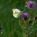 Dale White Photo 12
