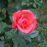 Sandra Lowery Photo 27