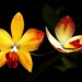 Xuan Lan Photo 17