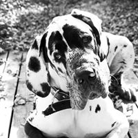 George Harvey Photo 42