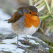 Robin Card Photo 16