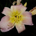 Catherine Singleton Photo 37