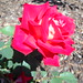 Rose O'Donnell Photo 13