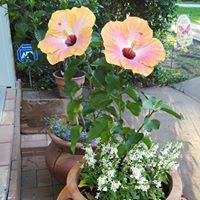 Margaret Weaver Photo 22