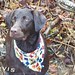 David Orvis Photo 16