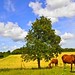 Mark Hedges Photo 45