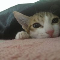Ren Liu Photo 12