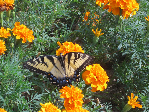 Carolyn Wiley Photo 2