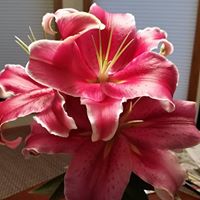 Janice Klotz Photo 2