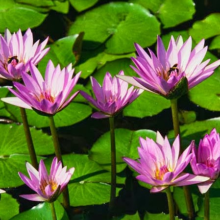 Hien Dinh Photo 6