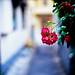 Rose Alley Photo 3