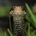 Ed Cross Photo 24