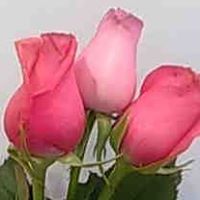 Mahmoud Mohammad Photo 8