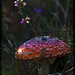 Heather Magic Photo 10